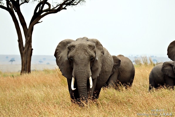 尊爵獨享~東非肯亞+維多利亞瀑布13天